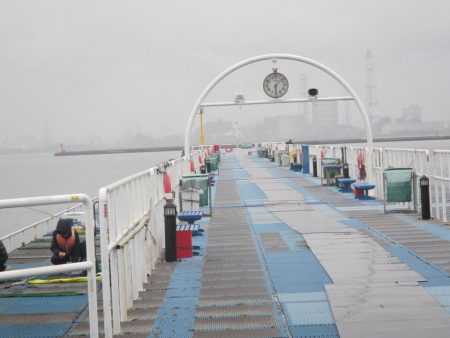 オリジナルメーカー海づり公園(市原市海づり施設) 釣果