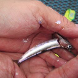 オリジナルメーカー海づり公園(市原市海づり施設) 釣果