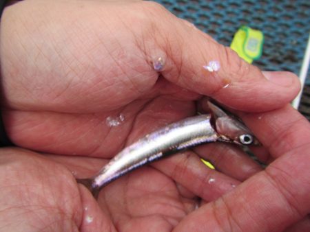 オリジナルメーカー海づり公園(市原市海づり施設) 釣果