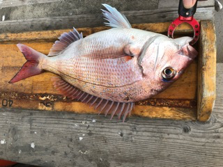 幸吉丸 釣果