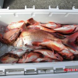 大進丸(新潟) 釣果