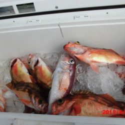 大進丸(新潟) 釣果