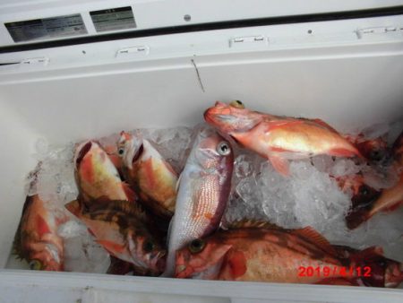 大進丸(新潟) 釣果