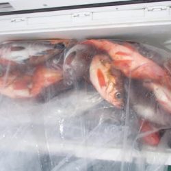 第二むつ漁丸 釣果