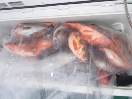 第二むつ漁丸 釣果