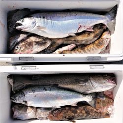 気仙沼　つり丸 釣果