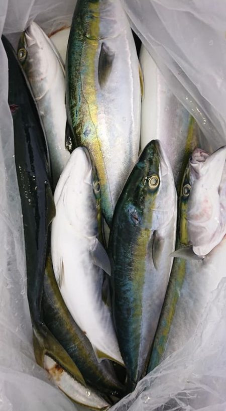 スカイマリン 釣果