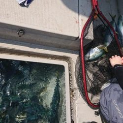 スカイマリン 釣果