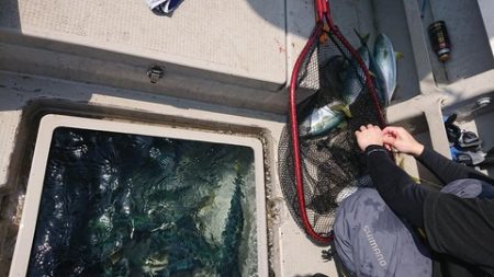 スカイマリン 釣果