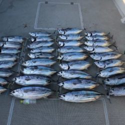 へいみつ丸 釣果