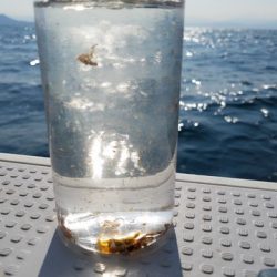 遊漁船 ニライカナイ 釣果