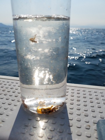 遊漁船 ニライカナイ 釣果