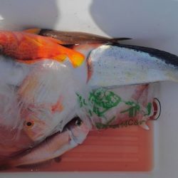 遊漁船 新鋭丸 釣果