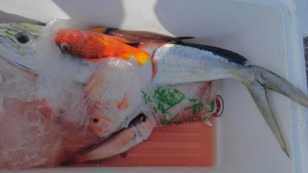 遊漁船 新鋭丸 釣果