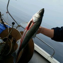 つれ鷹丸 釣果