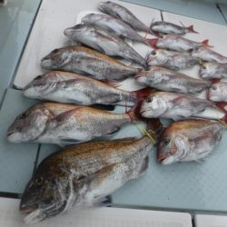 遊漁船 幸友丸 釣果