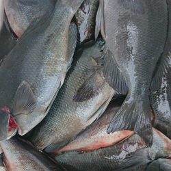 伊豆下田フィッシング 釣果