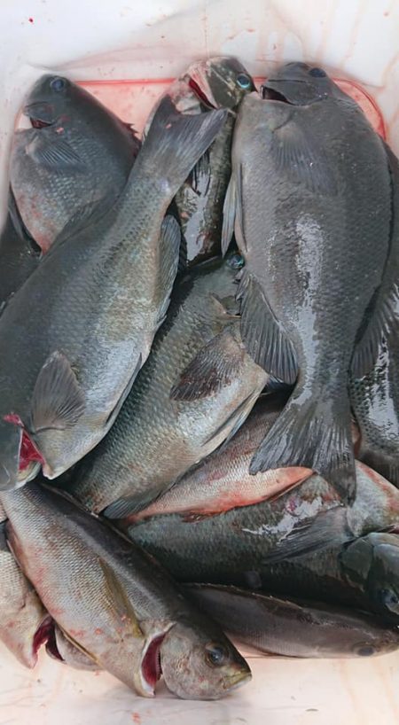 伊豆下田フィッシング 釣果