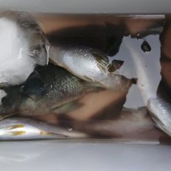 伊豆下田フィッシング 釣果