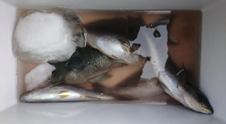 伊豆下田フィッシング 釣果