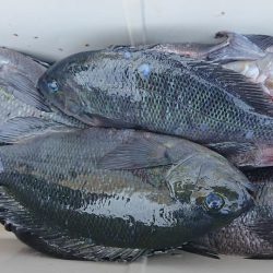 伊豆下田フィッシング 釣果