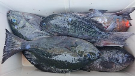 伊豆下田フィッシング 釣果