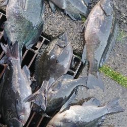 伊豆下田フィッシング 釣果