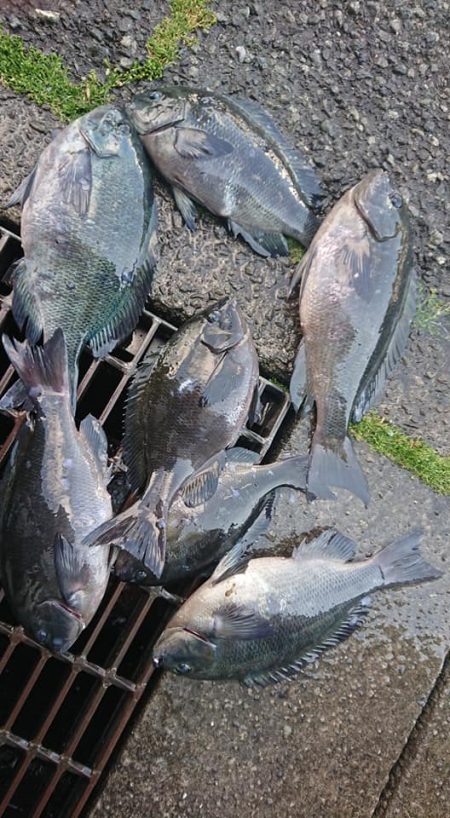 伊豆下田フィッシング 釣果