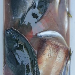 伊豆下田フィッシング 釣果