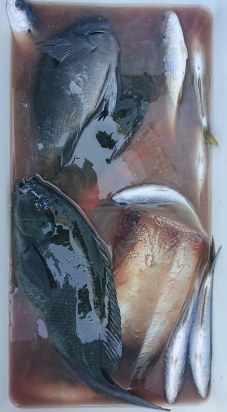 伊豆下田フィッシング 釣果