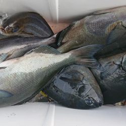 伊豆下田フィッシング 釣果