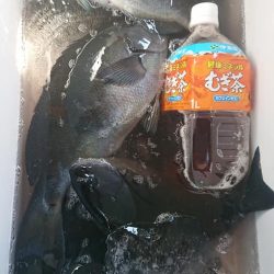 伊豆下田フィッシング 釣果
