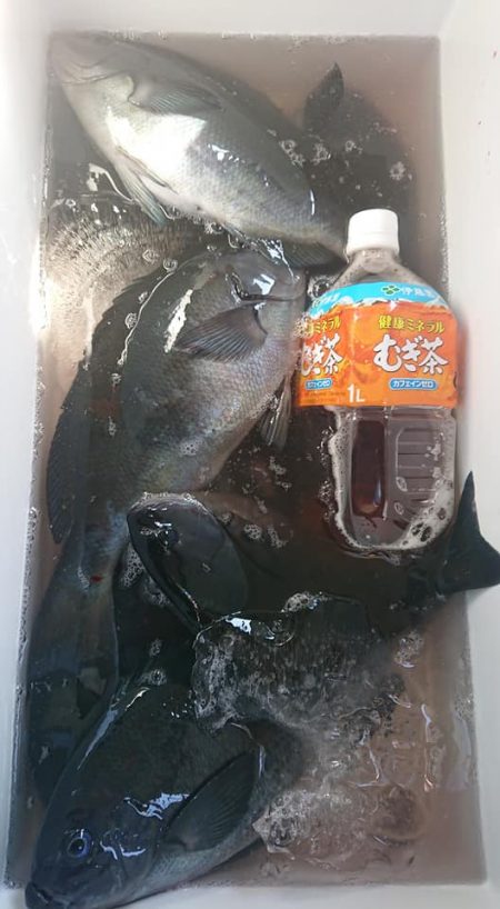 伊豆下田フィッシング 釣果