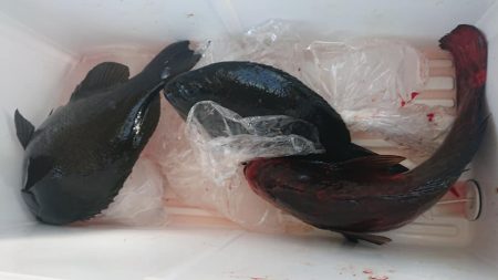 伊豆下田フィッシング 釣果