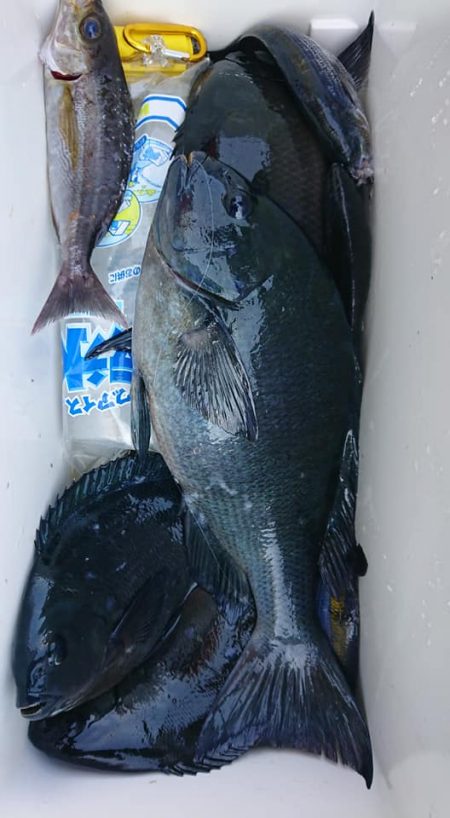 伊豆下田フィッシング 釣果