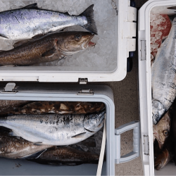 気仙沼　つり丸 釣果