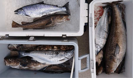 気仙沼　つり丸 釣果