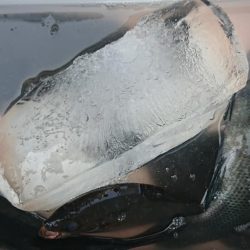 伊豆下田フィッシング 釣果