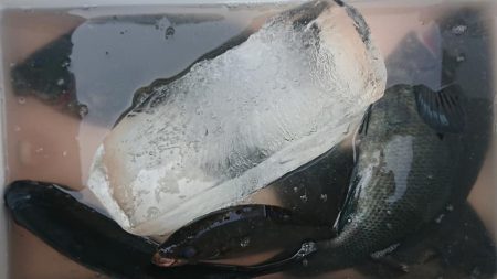 伊豆下田フィッシング 釣果