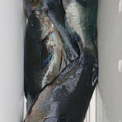 伊豆下田フィッシング 釣果