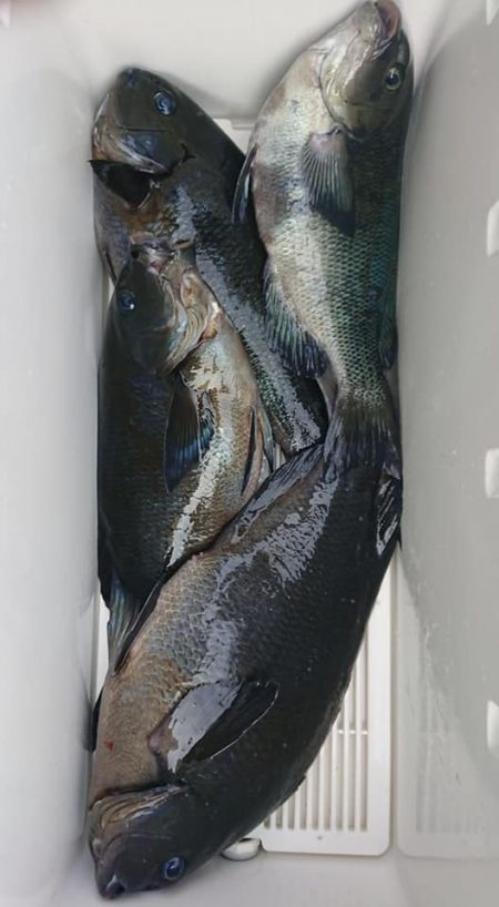 伊豆下田フィッシング 釣果