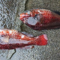 伊豆下田フィッシング 釣果