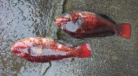 伊豆下田フィッシング 釣果