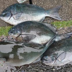 伊豆下田フィッシング 釣果