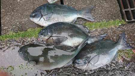 伊豆下田フィッシング 釣果