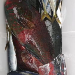 伊豆下田フィッシング 釣果