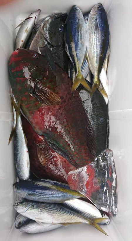 伊豆下田フィッシング 釣果