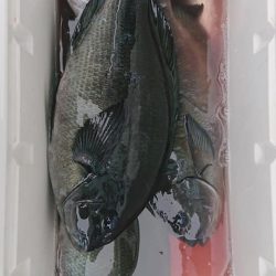 伊豆下田フィッシング 釣果