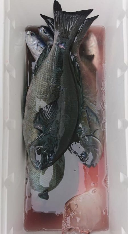 伊豆下田フィッシング 釣果