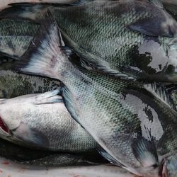 伊豆下田フィッシング 釣果